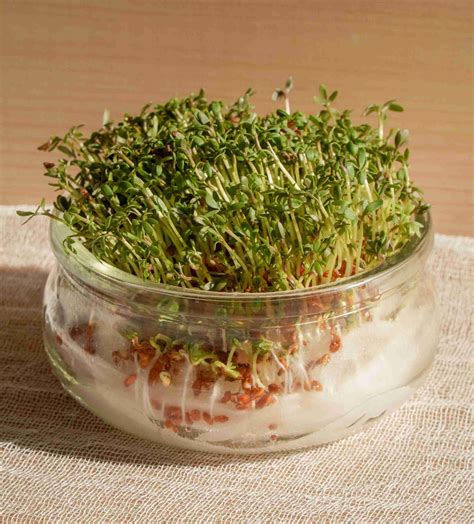 alfalfa sprouts walmart|alfalfa sprouts near me.